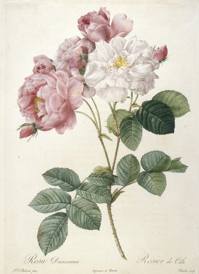 Rosa Damascena，Rosier de Cels，来自Les Roses，1817-24（手工彩色点画雕刻） 作者 皮埃尔·约瑟夫·雷杜特