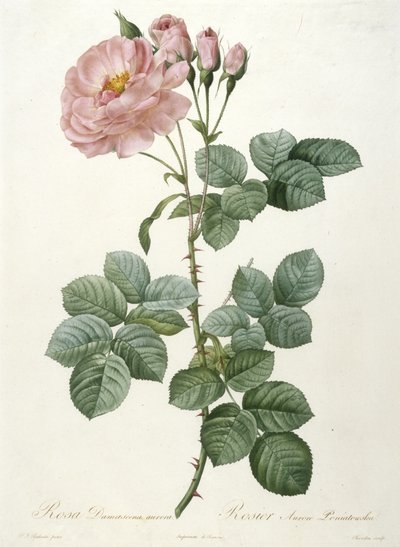 Rosa Damascena极光，玫瑰极光Poniatowska，来自玫瑰之冠，1817-1824（手工彩色点画雕刻） 作者 皮埃尔·约瑟夫·雷杜特