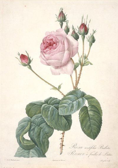 Rosa centifolia Bullata，生菜叶玫瑰，来自Les Roses，1817-24（手工彩色点画雕刻） 作者 皮埃尔·约瑟夫·雷杜特