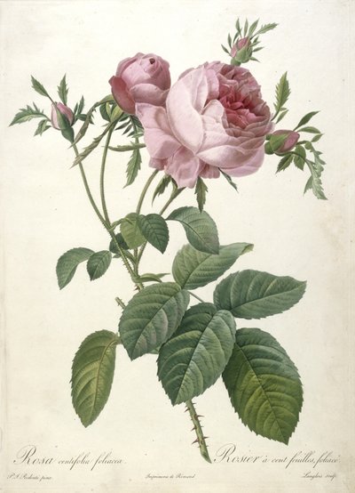 艺术印刷品， Pierre Joseph Redouté