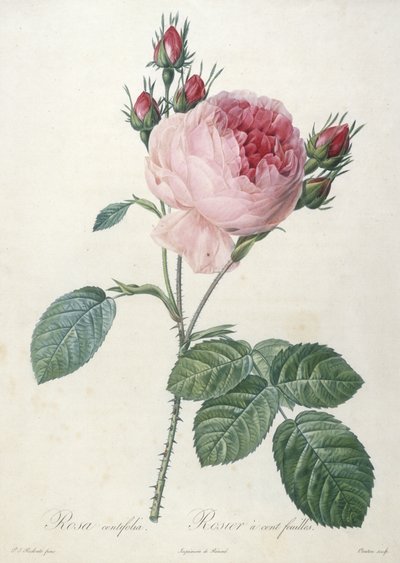 罗莎离心玫瑰，玫瑰叶玫瑰，来自Les Roses，1817-24（手工彩色点画雕刻） 作者 皮埃尔·约瑟夫·雷杜特