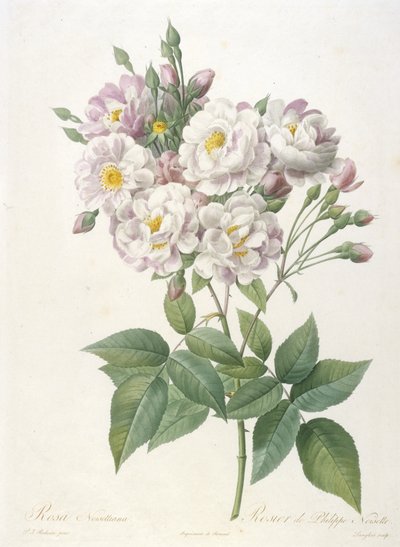 罗莎noisettiana，玫瑰的Philippe de Noisette，来自玫瑰之冠，1817-24（手工彩色点画雕刻） 作者 皮埃尔·约瑟夫·雷杜特