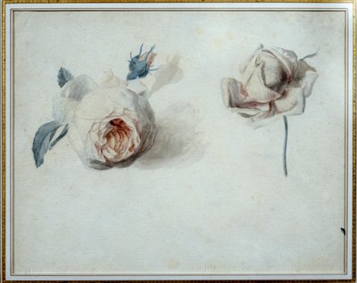 Pierre Joseph Redoute (1759-1840) 的玫瑰研究水彩画，19 世纪马尔迈松，城堡博物馆。 作者 皮埃尔·约瑟夫·雷杜特