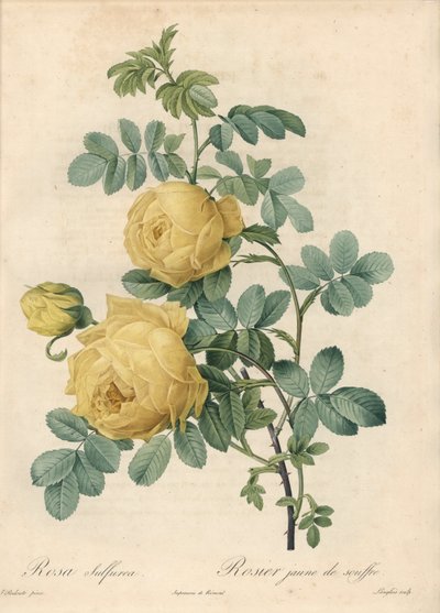 Rosier des Turks - Eau forte de Langlois，基于 Pierre Joseph Redoute (1759-1840) 的插图，来自 Les Roses 作者 皮埃尔·约瑟夫·雷杜特