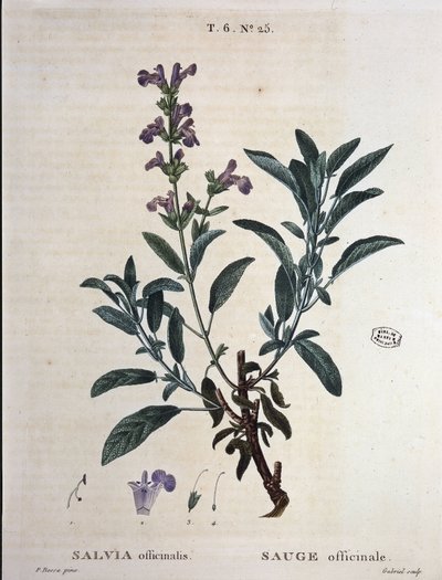 Sage officinale - 载于 "Nouveau Duhamel ou traité des arbres et shrustes que le crove en France"，由P.J. Redouté和P. P. 绘制。巴黎的贝萨 作者 皮埃尔·约瑟夫·雷杜特