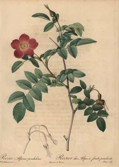 猩红色的高山玫瑰，蔷薇 作者 皮埃尔·约瑟夫·雷杜特