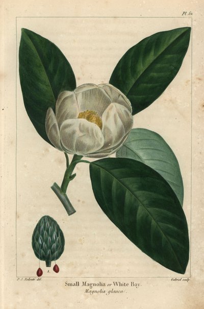 Small magnolia tree or white bay, Magnolia glauca (engraving) 作者 皮埃尔·约瑟夫·雷杜特