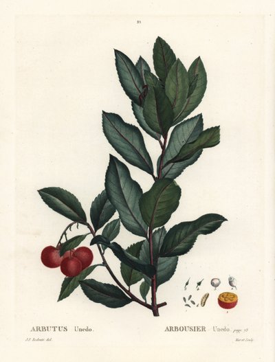 草莓树，杨梅unedo。 来自 Henri Louis Duhamel du Monceau