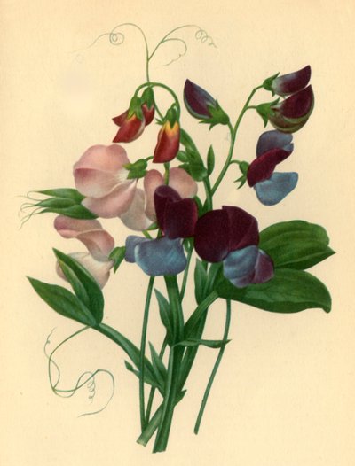 甜豌豆：Lathyrus odoratus"，1827年，1946年。 作者 皮埃尔·约瑟夫·雷杜特