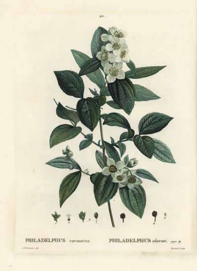 甜橙，英国山茱萸，Philadelphus coronarius。Tassaert根据Pierre-Joseph Redoute的插图进行的手绘，该插图出自Henri Louis Duhamel du Moncel的《Treat des Trees et Shrustes》，巴黎。 作者 皮埃尔·约瑟夫·雷杜特