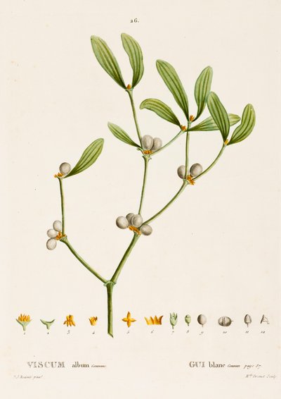 Viscum album L. Mistletoe, c1800-1830. 作者 皮埃尔·约瑟夫·雷杜特