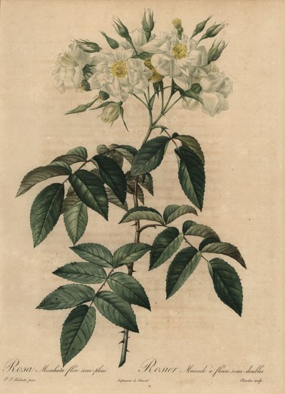 白麝香玫瑰，Rosa moschata 作者 皮埃尔·约瑟夫·雷杜特