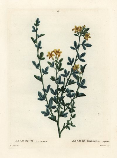 野生或黄色茉莉花、茉莉花。 由巴黎亨利·路易斯·杜哈梅尔·杜·蒙塞尔 (Henri Louis Duhamel du Moncel) 的皮埃尔·约瑟夫·雷杜特 (Pierre-Joseph Redoute) 绘制插图后，布列内小姐 (Miss Brenet) 的手绘点画版画 作者 皮埃尔·约瑟夫·雷杜特