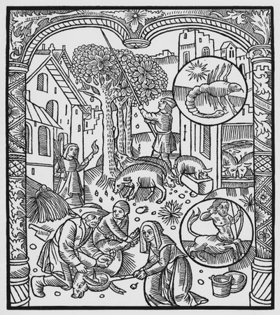 十一月，杀死猪和收获橡子，天蝎座，插图来自&39;Almanach des Bergers&39;，1491（xylograph） 作者 Pierre Le Rouge