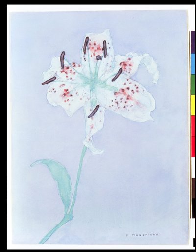 百合，1921年后（水彩和铅笔）。 作者 彼得·蒙德里安