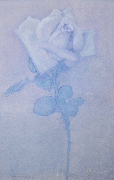 白玫瑰 作者 彼得·蒙德里安
