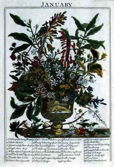 一月，出自罗伯特-弗伯（约1674-1756）的《展示的花圃》，由詹姆斯-史密斯雕刻，出版。1732年（彩色版画） 作者 彼得（后）城堡
