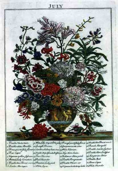 七月，来自罗伯特-弗伯（约1674-1756）的《展示的花圃》，由詹姆斯-史密斯雕刻，出版。1732年（彩色版画） 作者 彼得（后）城堡