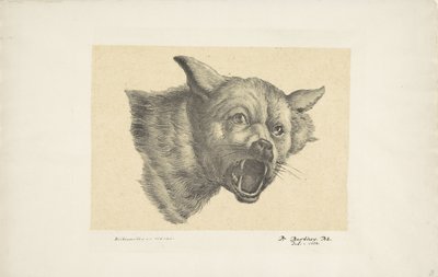 狼或狗的头 作者 Wybrand Hendriks