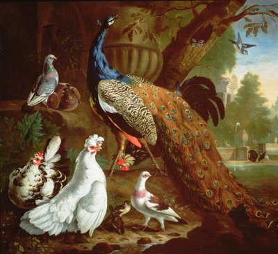 1719年古典风景孔雀 作者 Pieter Casteels
