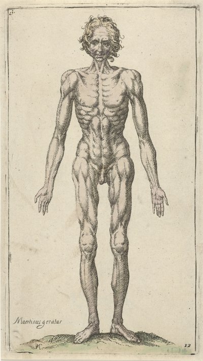 裸体男子研究
解剖研究（系列名称） 作者 彼得·费德斯·范哈林根