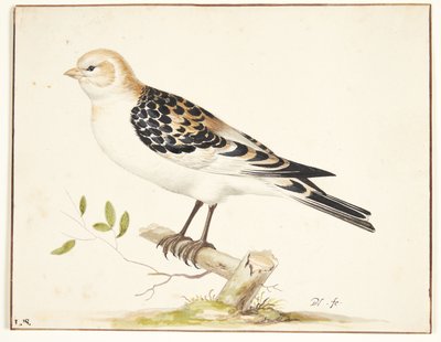 一只雪鹀（plectrophenax nivalis） 作者 Pieter Holsteijn