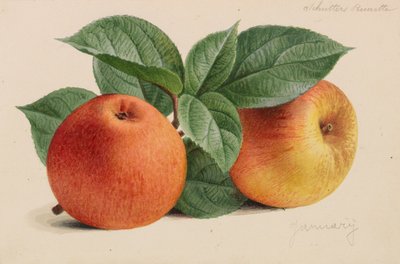 园艺和树艺出版物的原件，1878-1881年。 作者 彼得·约瑟夫·德·潘纳迈克