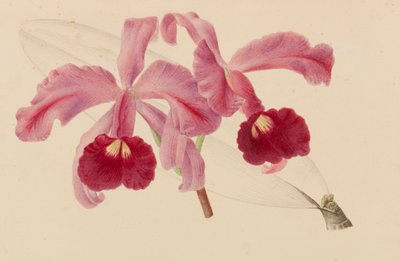 园艺和树艺出版物的原件，1878-1881年。 作者 彼得·约瑟夫·德·潘纳迈克