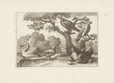 鸡与小鸡和其他鸟类
各种鸟类（系列名称）
Diversarum avium perfectissimae figurae (...) （系列标题） 作者 弗朗西斯·巴洛