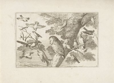 树上的猫头鹰和其他鸟类
各种鸟类（系列名称）
Diversarum avium perfectissimae figurae (...) （系列标题） 作者 弗朗西斯·巴洛