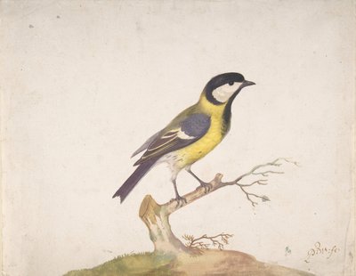 一只栖息在树枝上的大山雀，1670-93年。 作者 彼得·威瑟斯（Pieter Withoos）