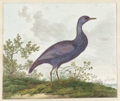 Spotted Crake (Porzana porzana)  作者 彼得·威瑟斯（Pieter Withoos）