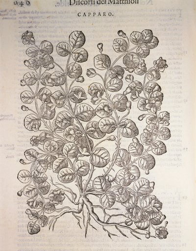 锥状灌木（Capparis spinosa），Pier Andrea Mattioli的雕刻作品 作者 彼得罗·安德里亚·马蒂奥利（Pietro Andrea Mattioli）