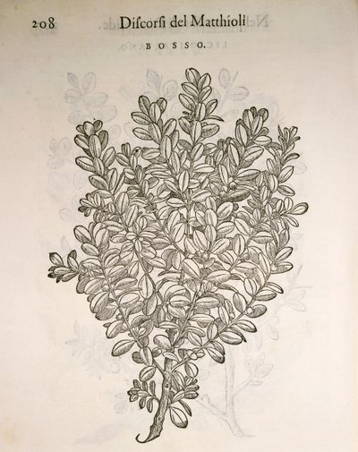 普通黄杨木（Buxus sempervirens），Pier Andrea Mattioli的雕刻作品 作者 彼得罗·安德里亚·马蒂奥利（Pietro Andrea Mattioli）