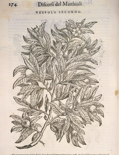 普通麦德龙（Mespilus germanica），Pier Andrea Mattioli的雕刻作品 作者 彼得罗·安德里亚·马蒂奥利（Pietro Andrea Mattioli）