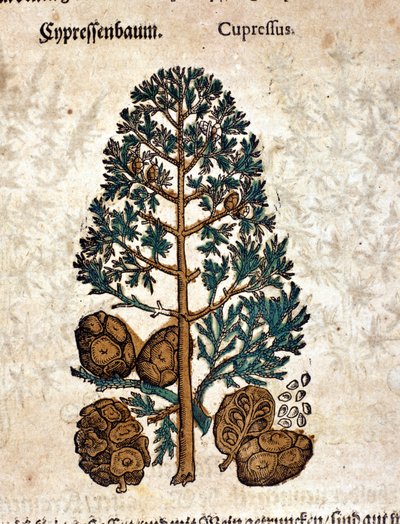 丝锥。 雕刻 - 在“” Kreutterbuch Dess 高度博学和知名的 D. Petri Andreae Matthioli 先生“” Pietro Andrea Mattioli (Matthiole) (1500-1577)。 法兰克福 作者 彼得罗·安德里亚·马蒂奥利（Pietro Andrea Mattioli）