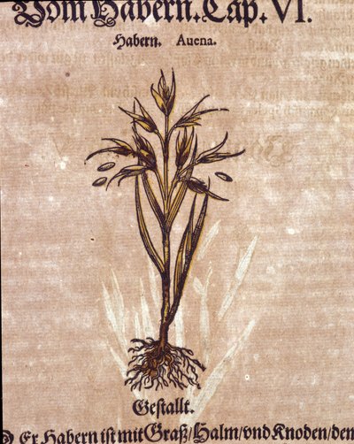 植物标本室：燕麦。 雕刻 - 在“” Kreutterbuch Dess 高度博学和知名的 D. Petri Andreae Matthioli 先生“” Pietro Andrea Mattioli (Matthiole 作者 彼得罗·安德里亚·马蒂奥利（Pietro Andrea Mattioli）