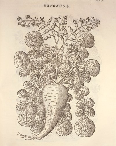 辣根（Armoracia rusticana），Pier Andrea Mattioli的雕刻作品 作者 彼得罗·安德里亚·马蒂奥利（Pietro Andrea Mattioli）
