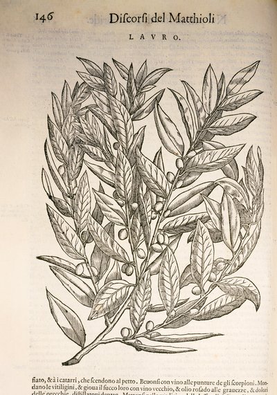 月桂（Laurus），Pier Andrea Mattioli的雕刻作品 作者 彼得罗·安德里亚·马蒂奥利（Pietro Andrea Mattioli）