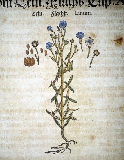 Lin 或 Linum - 在“Herbarium Mattioli”中。 作者 彼得罗·安德里亚·马蒂奥利（Pietro Andrea Mattioli）