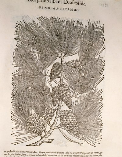 海上松（Pinus pinaster），Pier Andrea Mattioli的雕刻作品 作者 彼得罗·安德里亚·马蒂奥利（Pietro Andrea Mattioli）