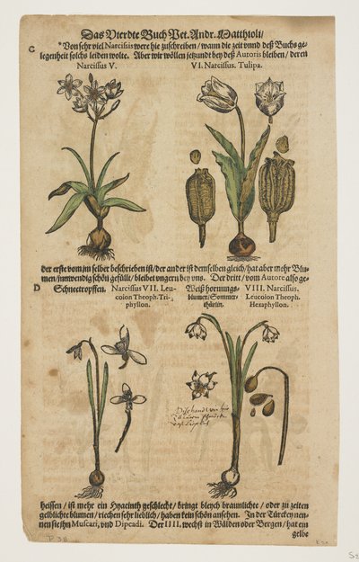 水仙，选自《迪奥斯科里迪斯的性书评注》（Commentarii in Sex Libros Pedacii Dioscoridis 作者 彼得罗·安德里亚·马蒂奥利（Pietro Andrea Mattioli）