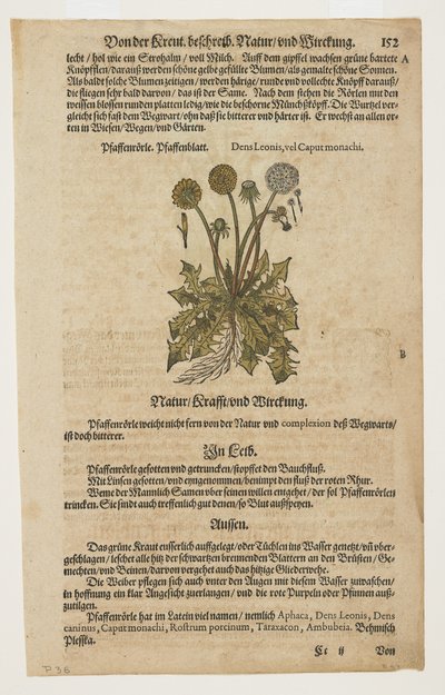 Pfaffenrorle, 摘自 Commentarii in Sex Libros Pedacii Dioscoridis 作者 彼得罗·安德里亚·马蒂奥利（Pietro Andrea Mattioli）