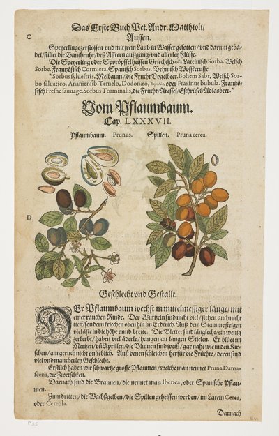 西梅，冯-普夫劳姆鲍姆，选自《迪奥斯科里迪斯的性图书评论》（Commentarii in Sex Libros Pedacii Dioscoridis 作者 彼得罗·安德里亚·马蒂奥利（Pietro Andrea Mattioli）