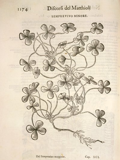 Sempervivum（Semprevivo minore），Pier Andrea Mattioli的雕刻作品 作者 彼得罗·安德里亚·马蒂奥利（Pietro Andrea Mattioli）