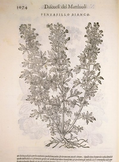 银草（Potentilla alba），Pier Andrea Mattioli的雕刻作品 作者 彼得罗·安德里亚·马蒂奥利（Pietro Andrea Mattioli）