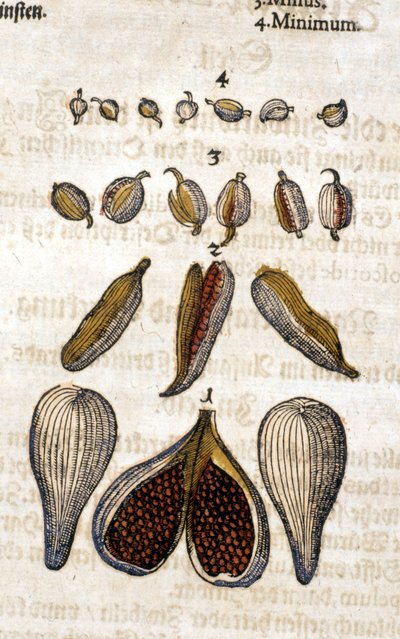 豆蔻。 雕刻 - 在“” Kreutterbuch Dess 高度博学和知名的 D. Petri Andreae Matthioli 先生“” Pietro Andrea Mattioli (Matthiole) (1500-1577)。 法兰克福 作者 彼得罗·安德里亚·马蒂奥利（Pietro Andrea Mattioli）