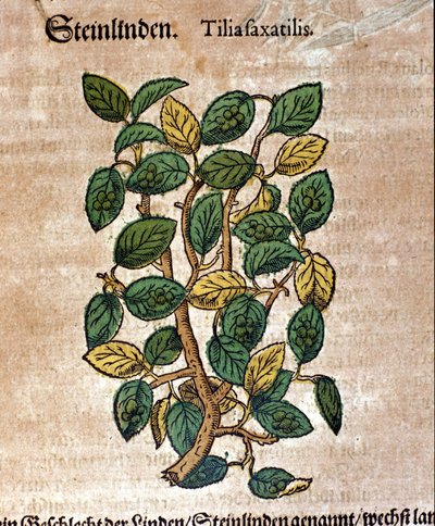 菩提树。 雕刻 - 在“” Kreutterbuch Dess 高度博学和知名的 D. Petri Andreae Matthioli 先生“” Pietro Andrea Mattioli (Matthiole) (1500-1577)。 法兰克福 作者 彼得罗·安德里亚·马蒂奥利（Pietro Andrea Mattioli）