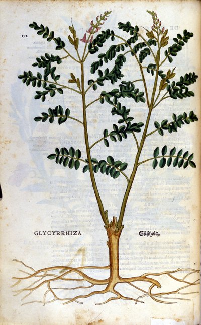 甘草。 雕刻 - 在“” Kreutterbuch Dess 高度博学和知名的 D. Petri Andreae Matthioli 先生“” Pietro Andrea Mattioli (Matthiole) (1500-1577)。 法兰克福 作者 彼得罗·安德里亚·马蒂奥利（Pietro Andrea Mattioli）