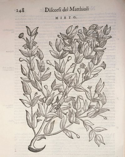 真桃金娘（Myrtus communis），Pier Andrea Mattioli的雕刻作品 作者 彼得罗·安德里亚·马蒂奥利（Pietro Andrea Mattioli）